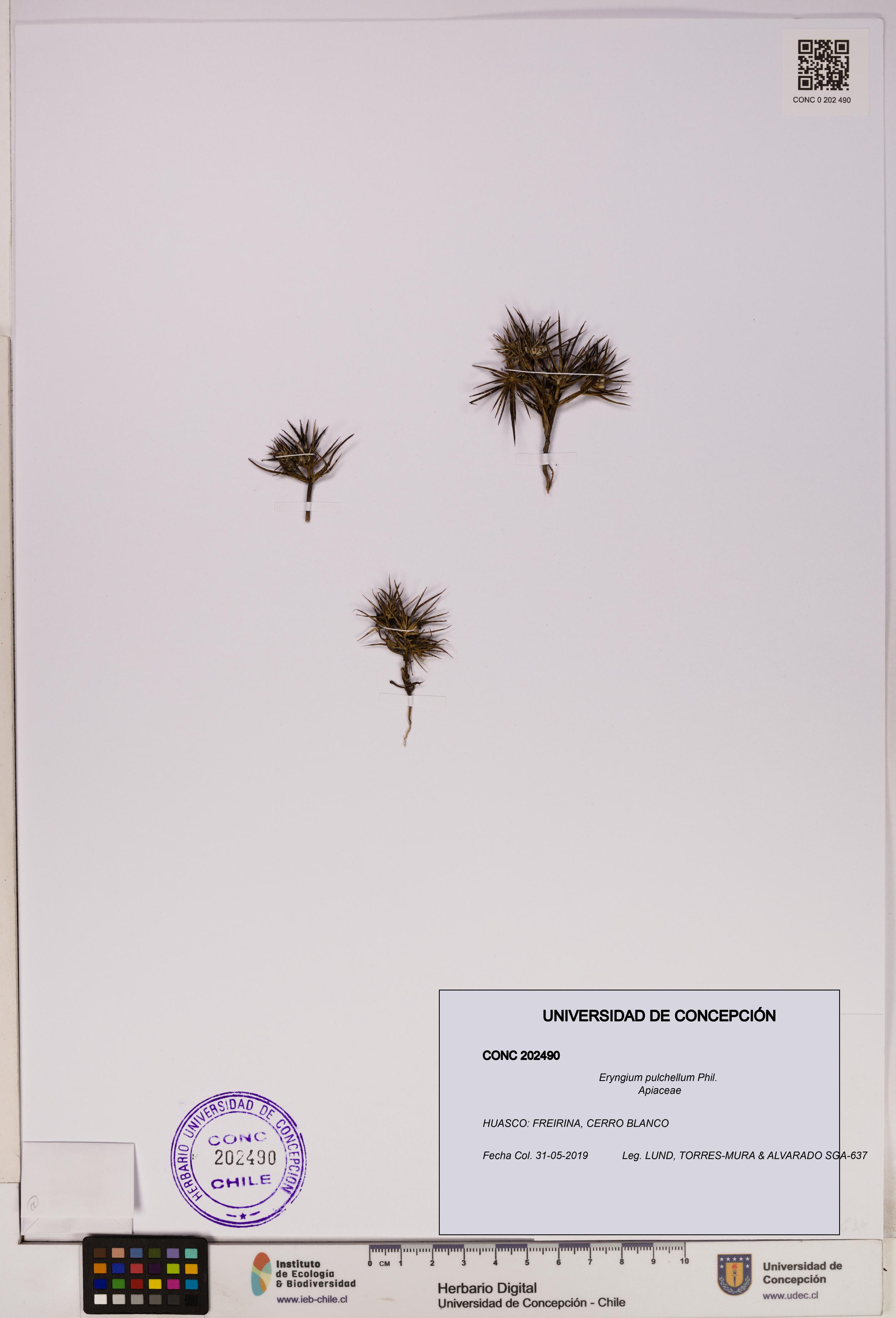 Eryngium pulchellum [Espécimen: UDEC:CONC:0202490]