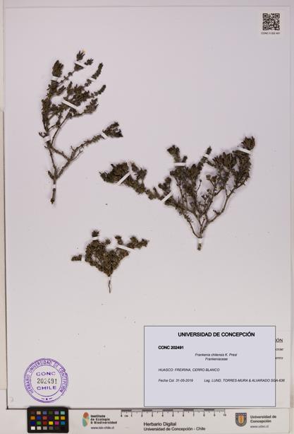 Frankenia chilensis [Espécimen: UDEC:CONC:0202491]