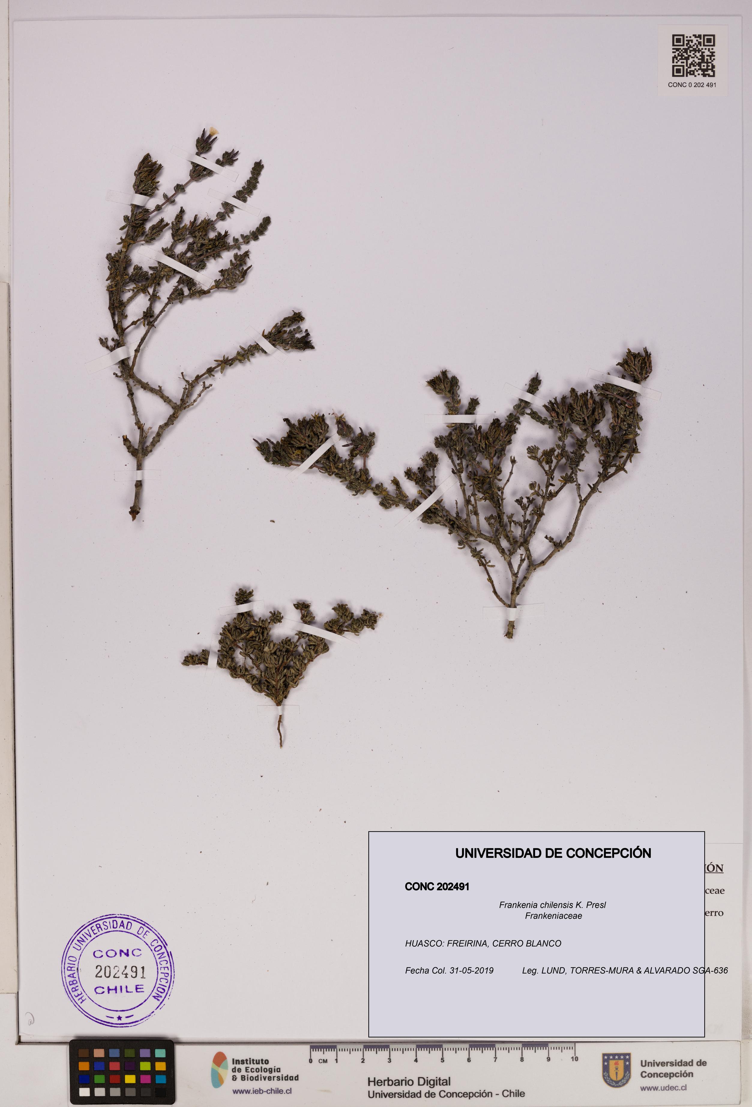 Frankenia chilensis [Espécimen: UDEC:CONC:0202491]