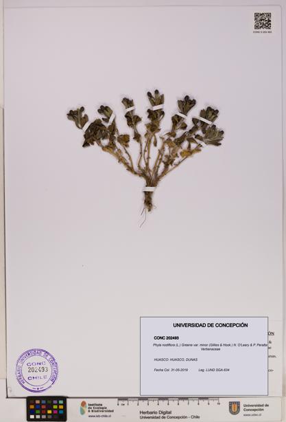 Phyla nodiflora var. minor [Espécimen: UDEC:CONC:0202493]