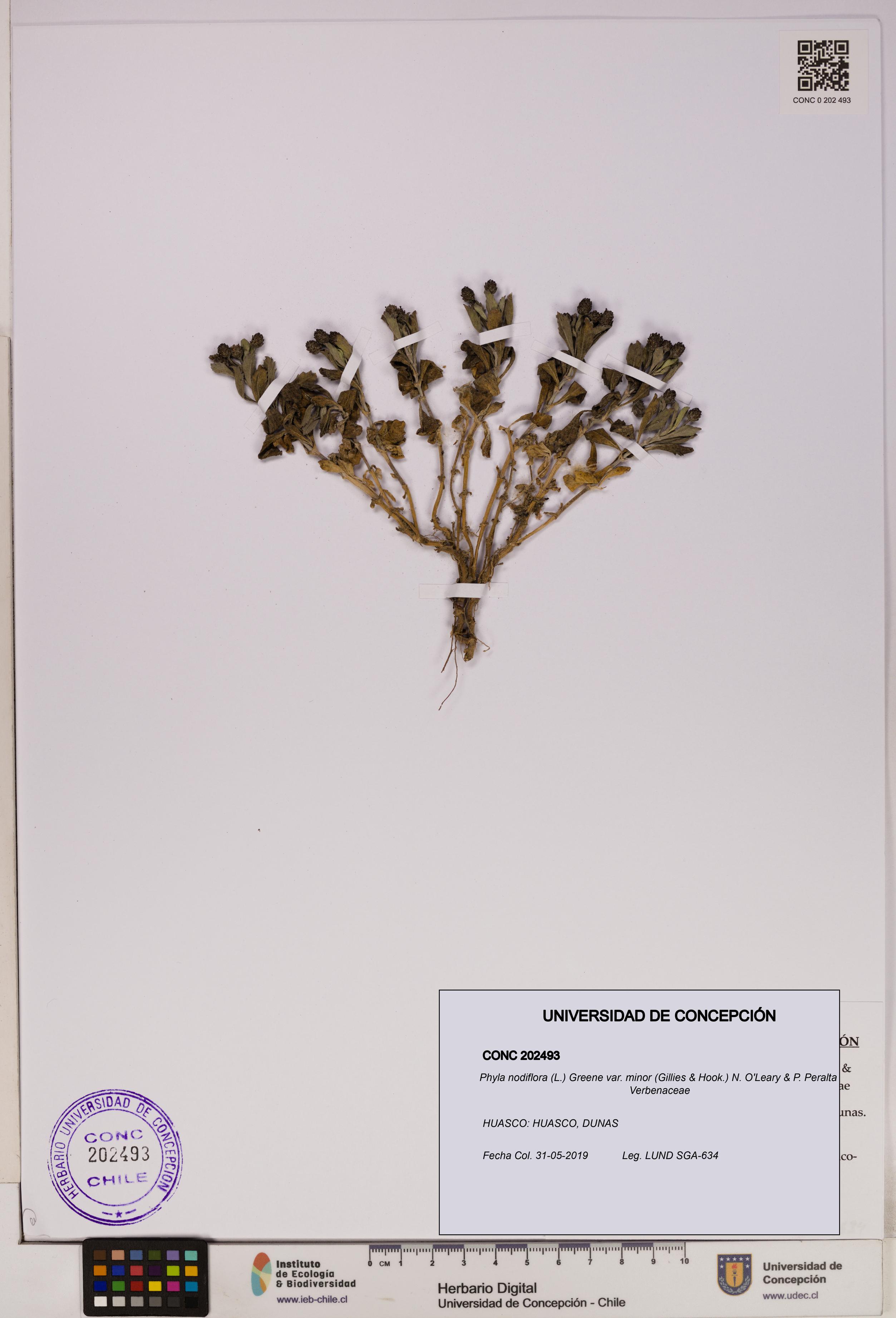 Phyla nodiflora var. minor [Espécimen: UDEC:CONC:0202493]