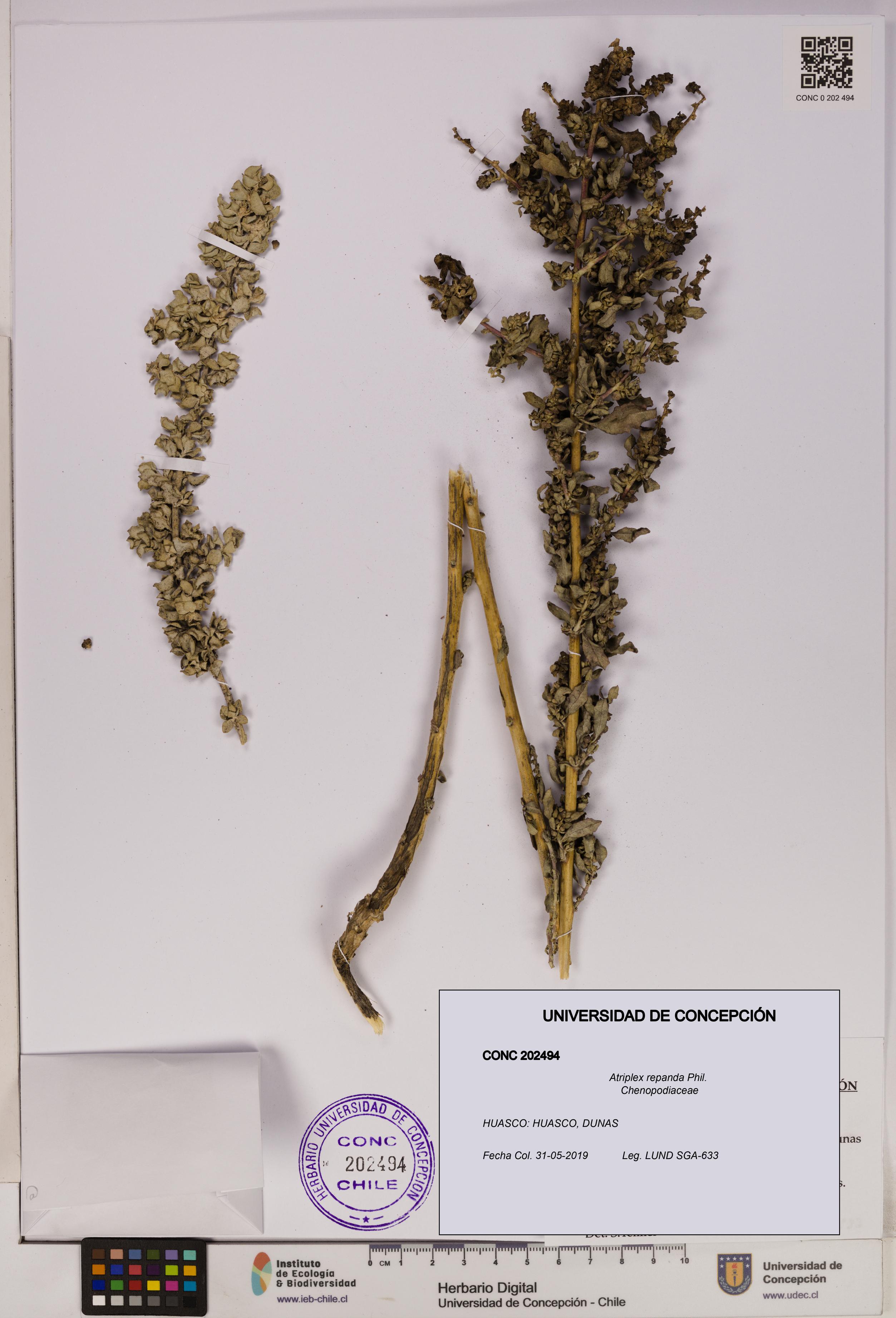 Atriplex repanda [Espécimen: UDEC:CONC:0202494]