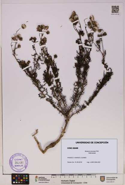 Senecio troncosii [Espécimen: UDEC:CONC:0202495]