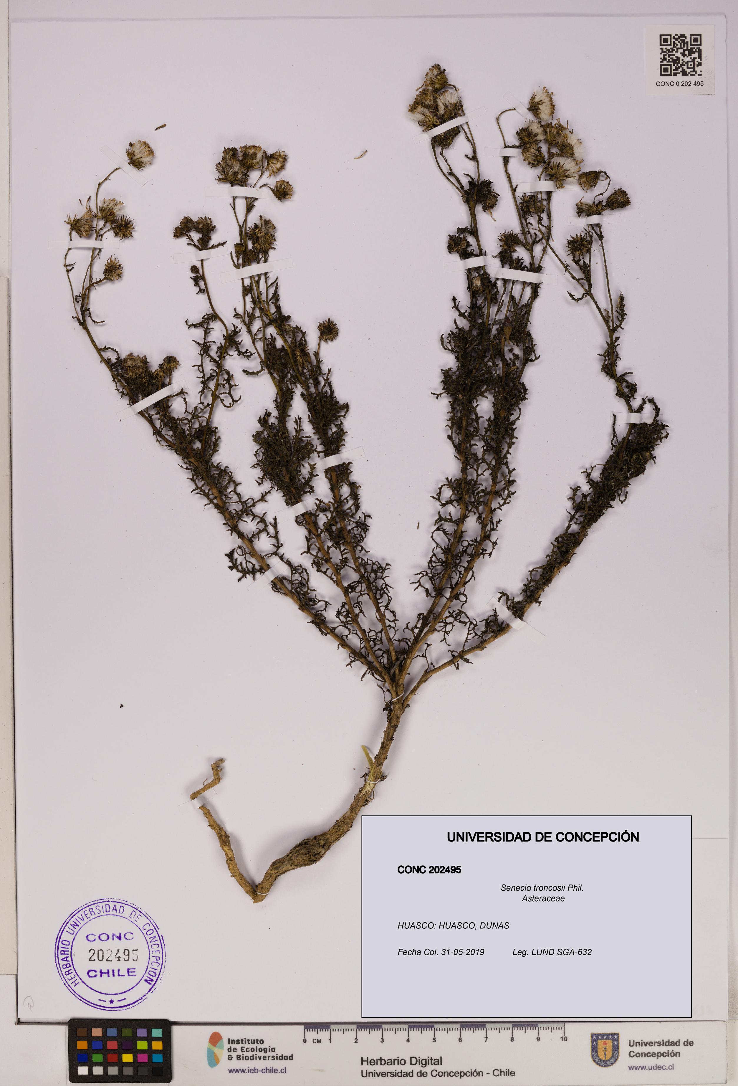 Senecio troncosii [Espécimen: UDEC:CONC:0202495]