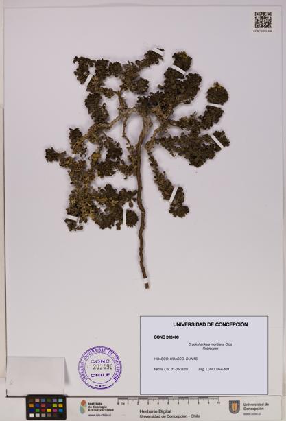 Cruckshanksia montiana [Espécimen: UDEC:CONC:0202496]