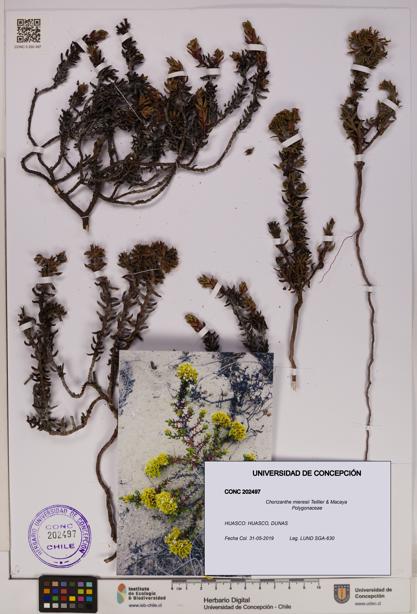 Chorizanthe mieresii [Espécimen: UDEC:CONC:0202497]