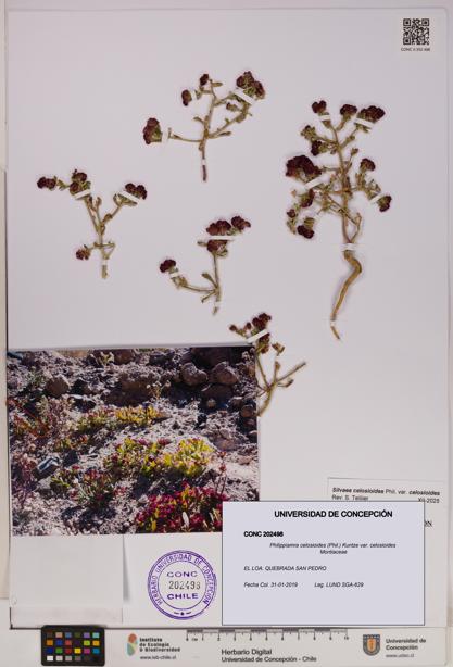 Philippiamra celosioides [Espécimen: ]