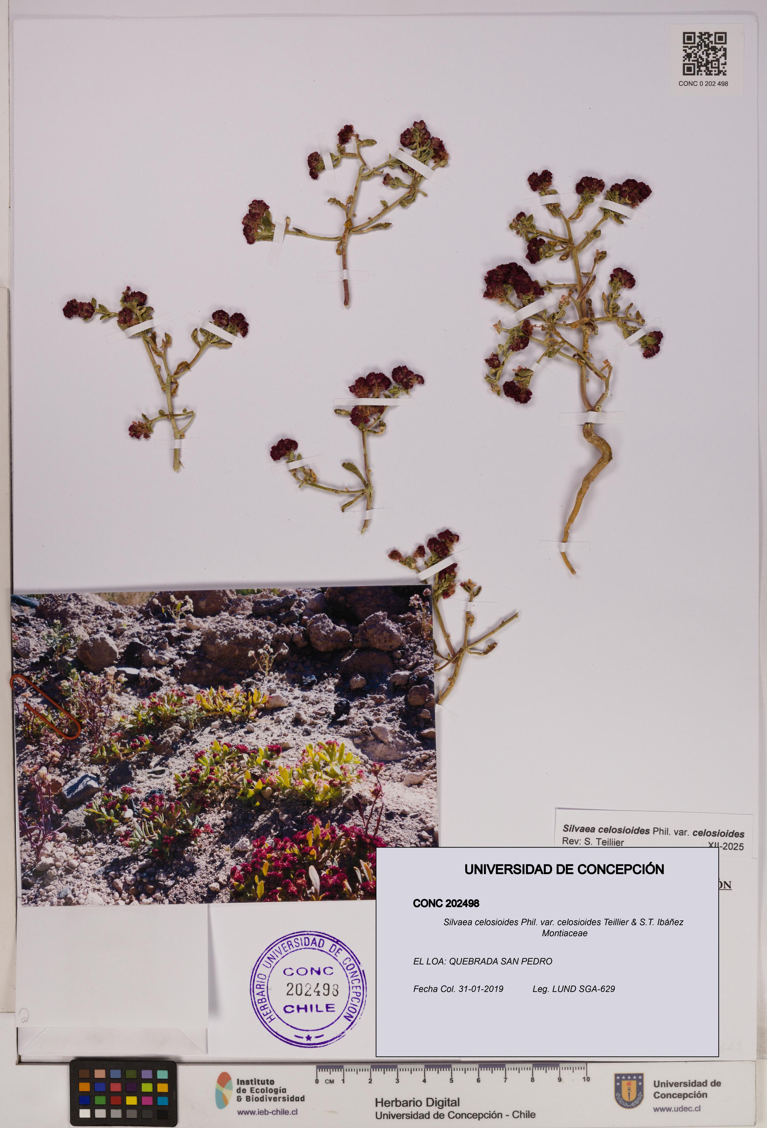 Silvaea celosioides var. celosioides [Espécimen: UDEC:CONC:0202498]