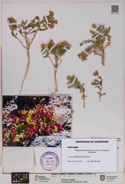 Philippiamra celosioides var. celosioides [Espécimen: ]