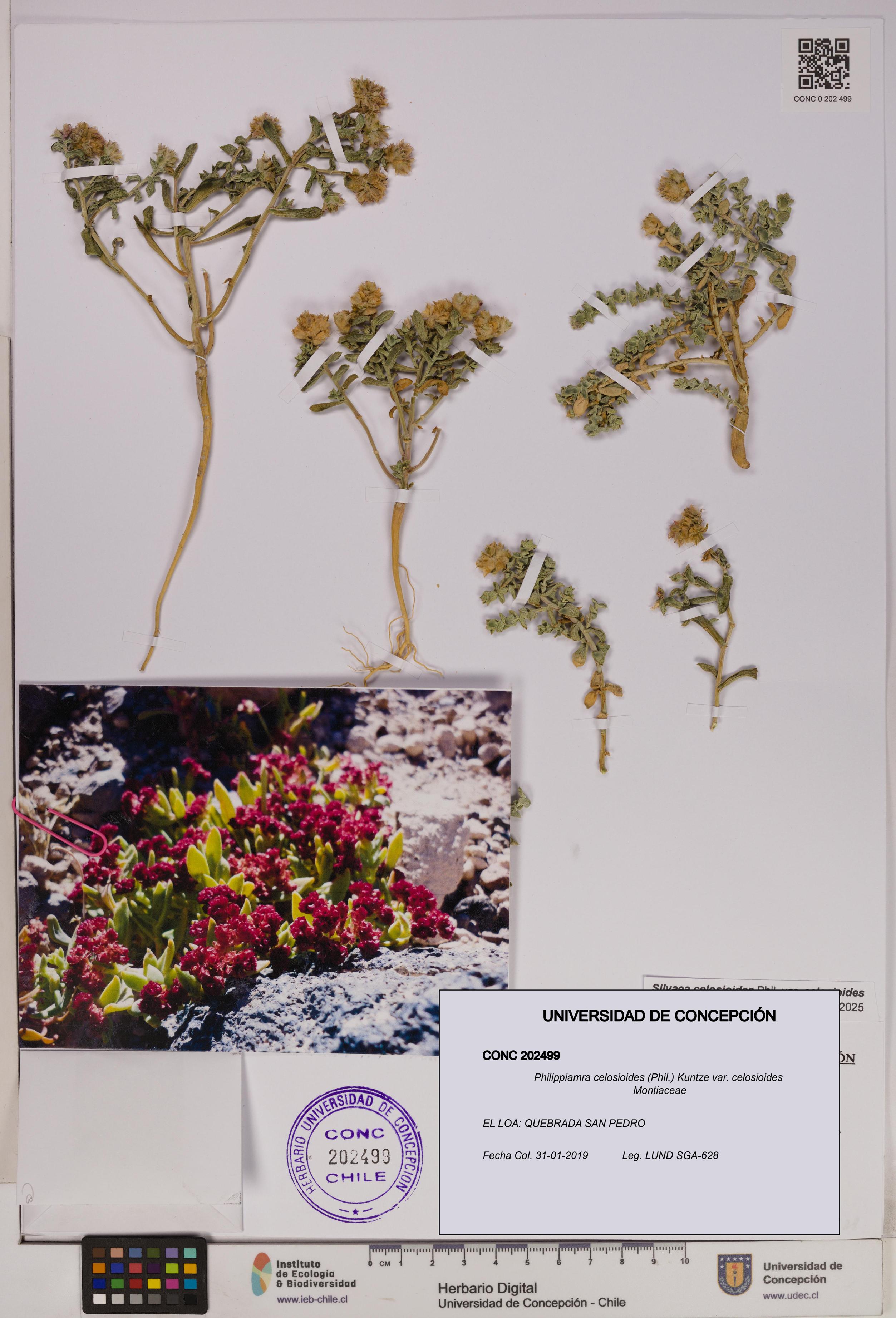 Philippiamra celosioides var. celosioides [Espécimen: ]