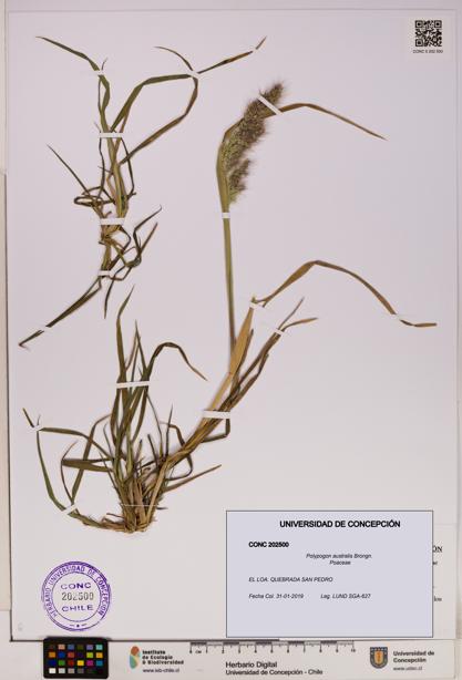 Polypogon australis [Espécimen: UDEC:CONC:0202500]