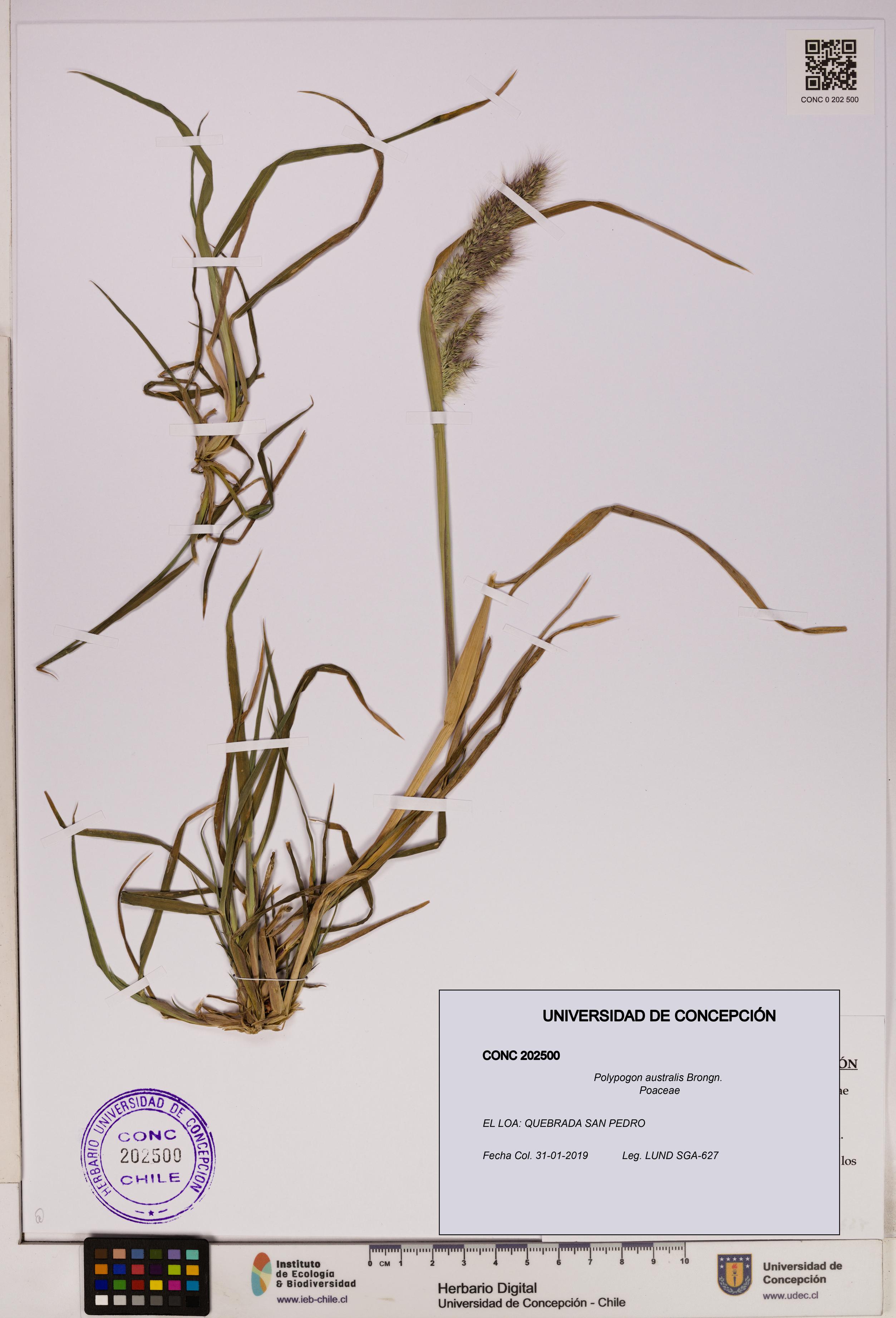 Polypogon australis [Espécimen: UDEC:CONC:0202500]