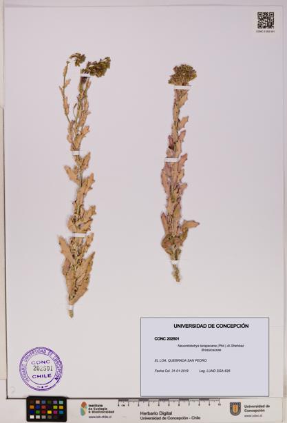 Neuontobotrys tarapacana [Espécimen: UDEC:CONC:0202501]