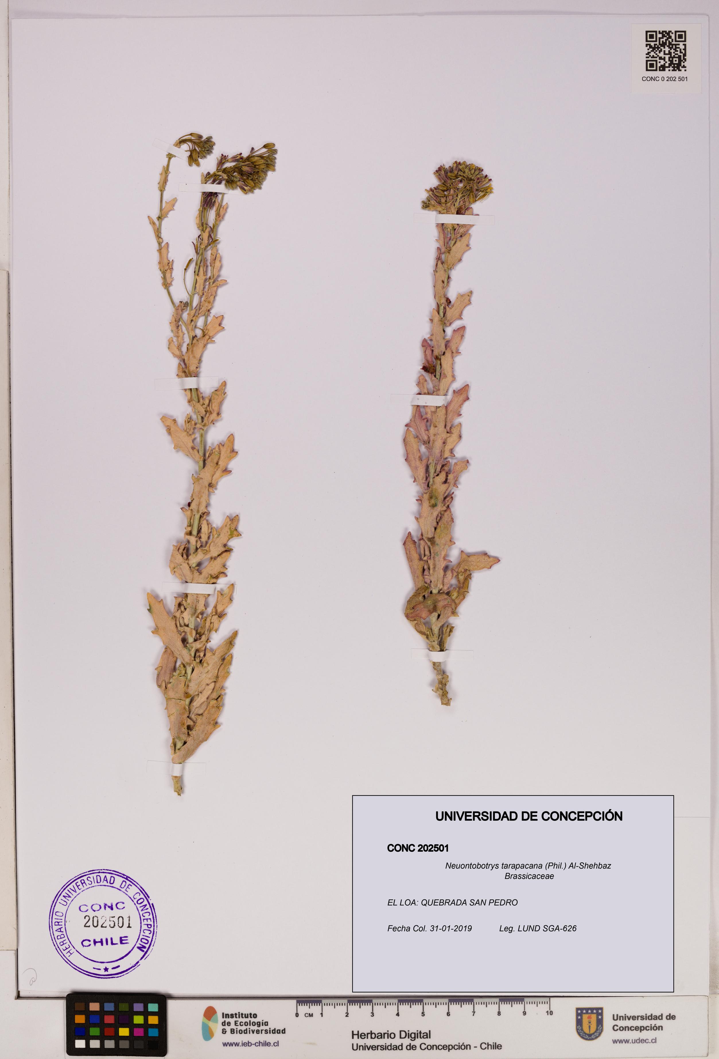 Neuontobotrys tarapacana [Espécimen: UDEC:CONC:0202501]