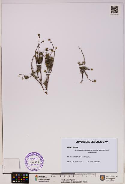 Johnstonella punensis [Espécimen: UDEC:CONC:0202502]