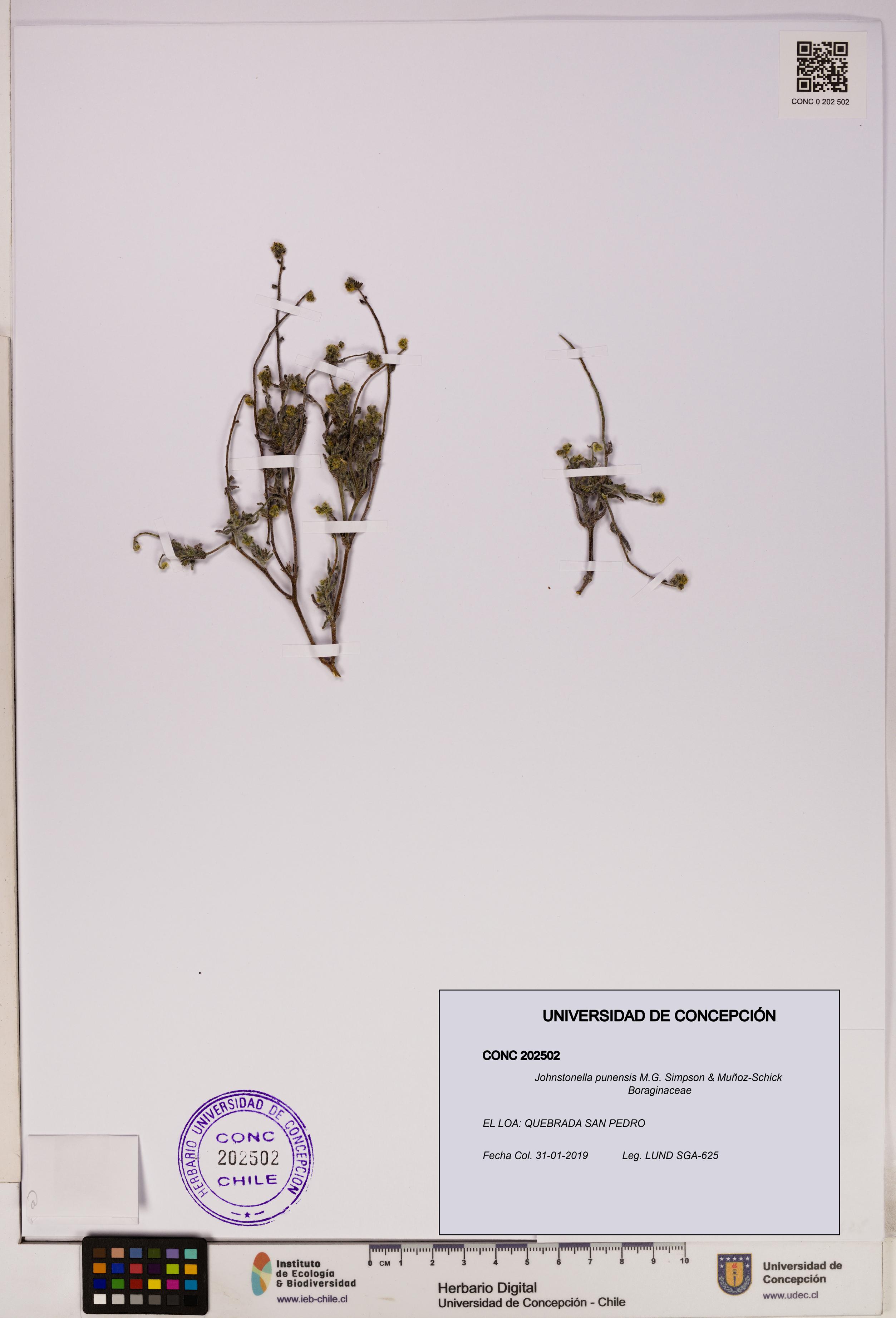 Johnstonella punensis [Espécimen: UDEC:CONC:0202502]