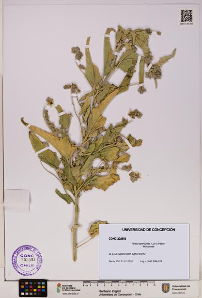 Tarasa operculata [Espécimen: UDEC:CONC:0202503]