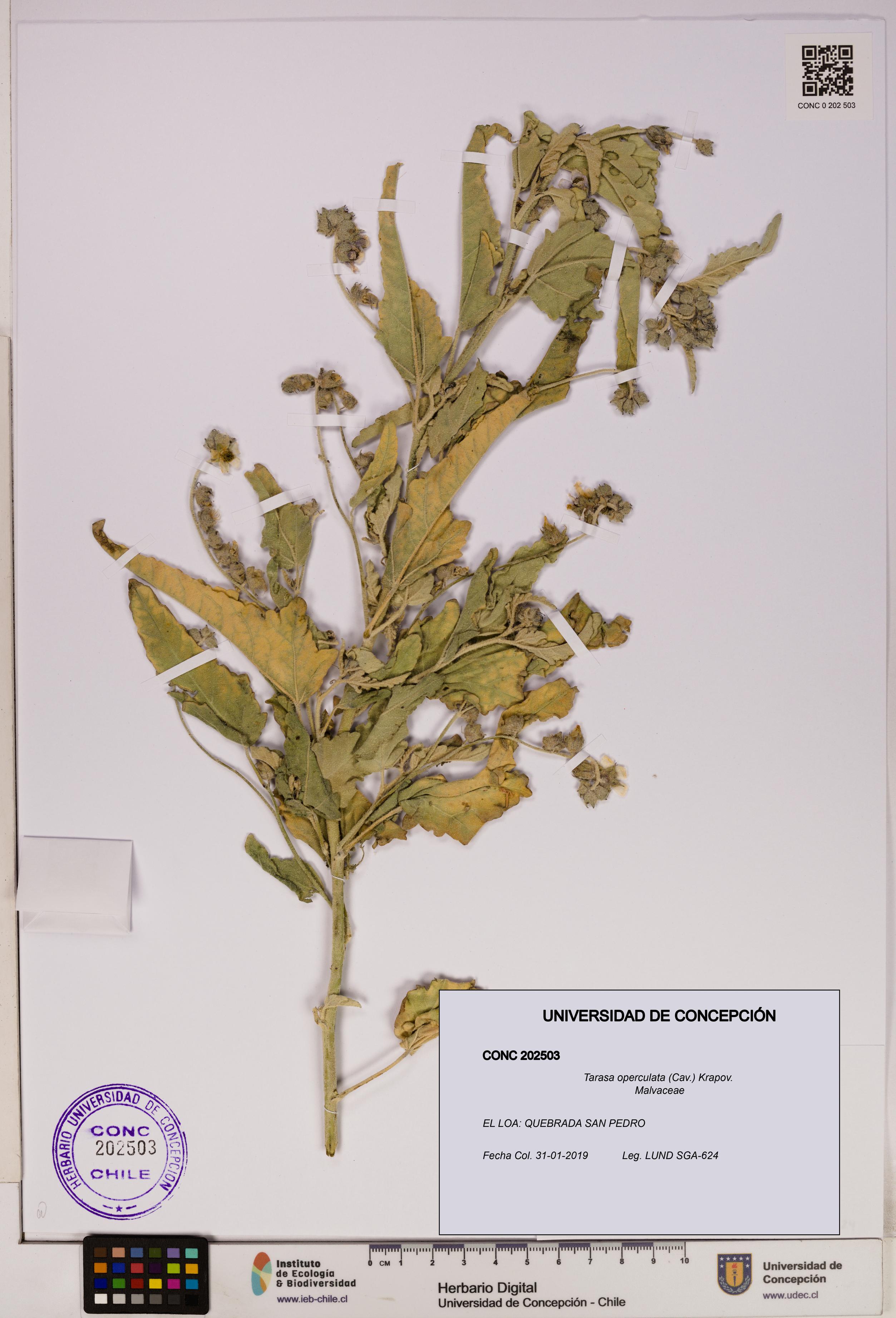 Tarasa operculata [Espécimen: UDEC:CONC:0202503]