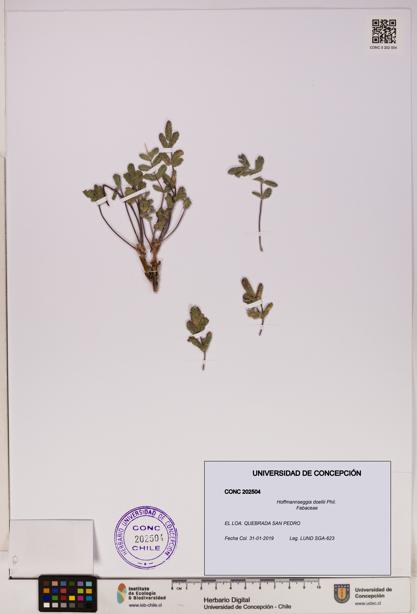 Hoffmannseggia doellii [Espécimen: UDEC:CONC:0202504]