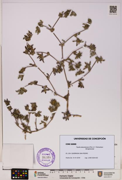 Tiquilia atacamensis [Espécimen: UDEC:CONC:0202505]