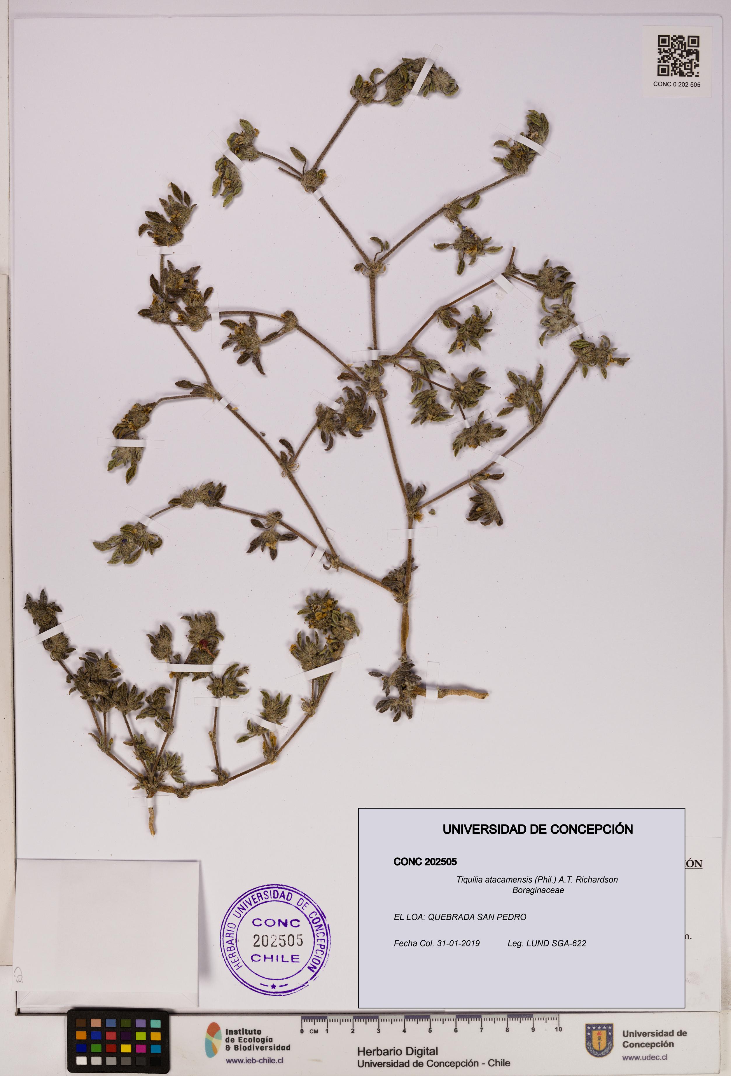 Tiquilia atacamensis [Espécimen: UDEC:CONC:0202505]