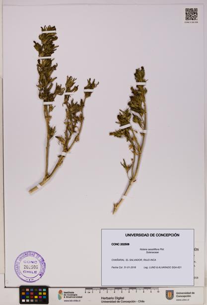 Nolana sessiliflora [Espécimen: UDEC:CONC:0202506]