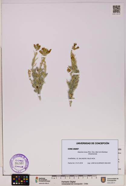 Atacama nivea [Espécimen: UDEC:CONC:0202507]