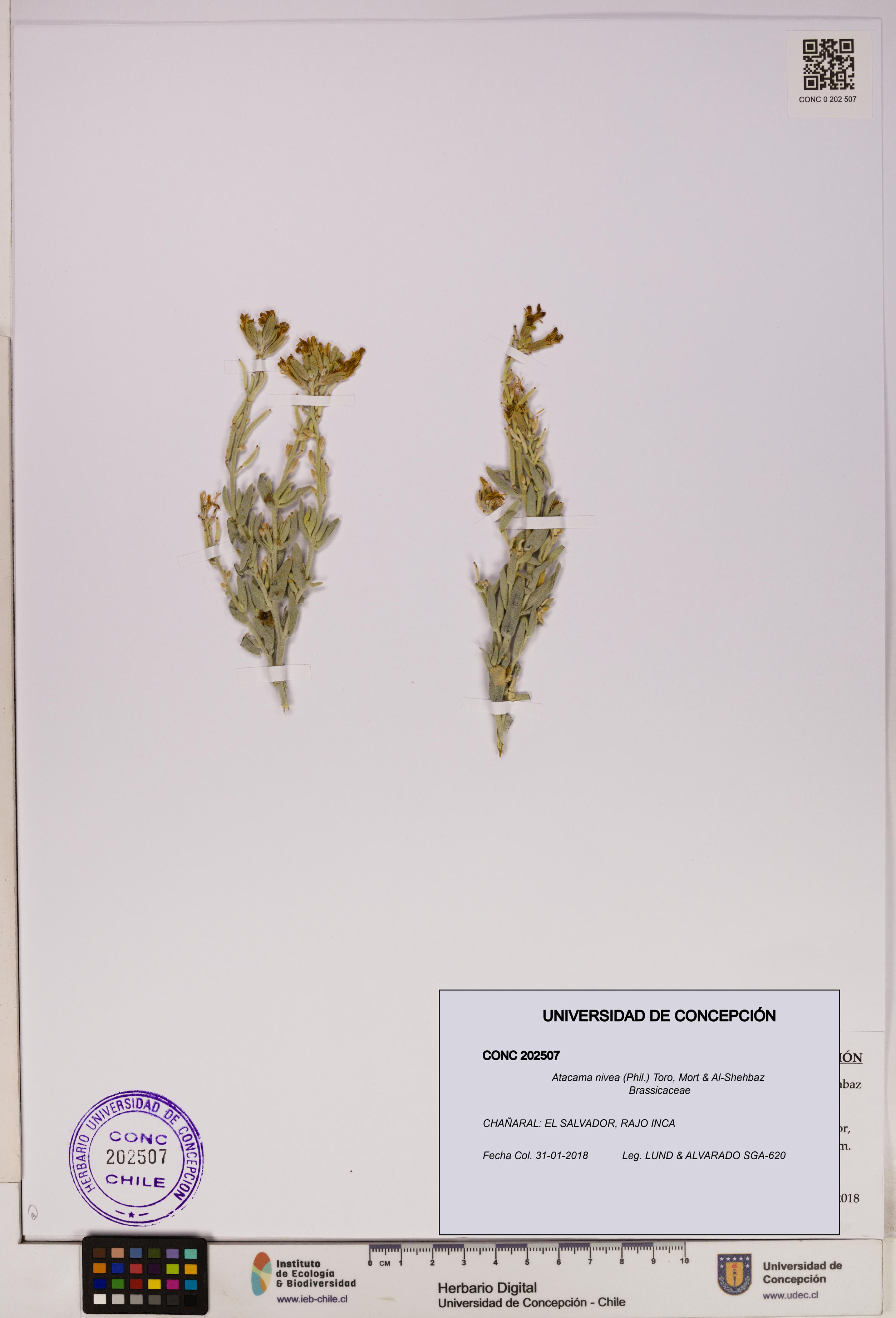 Atacama nivea [Espécimen: UDEC:CONC:0202507]
