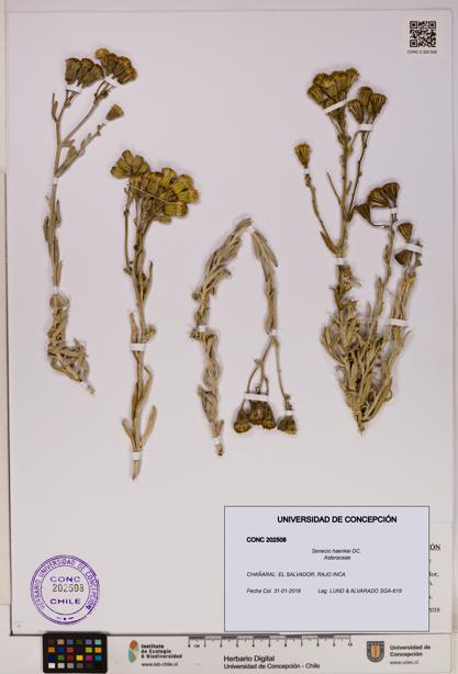 Senecio haenkei [Espécimen: UDEC:CONC:0202508]