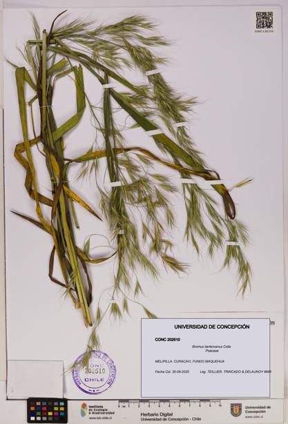 Bromus berteroanus [Espécimen: UDEC:CONC:0202510]