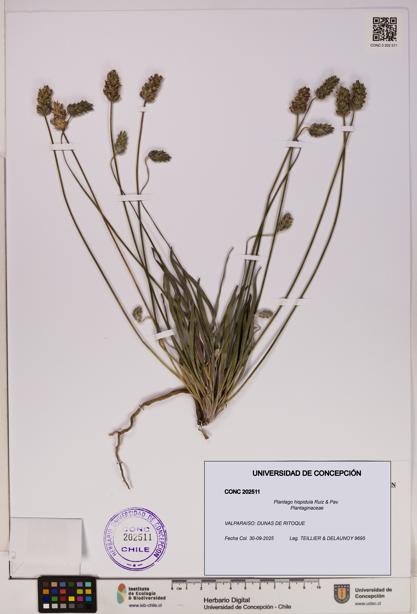 Plantago hispidula [Espécimen: UDEC:CONC:0202511]