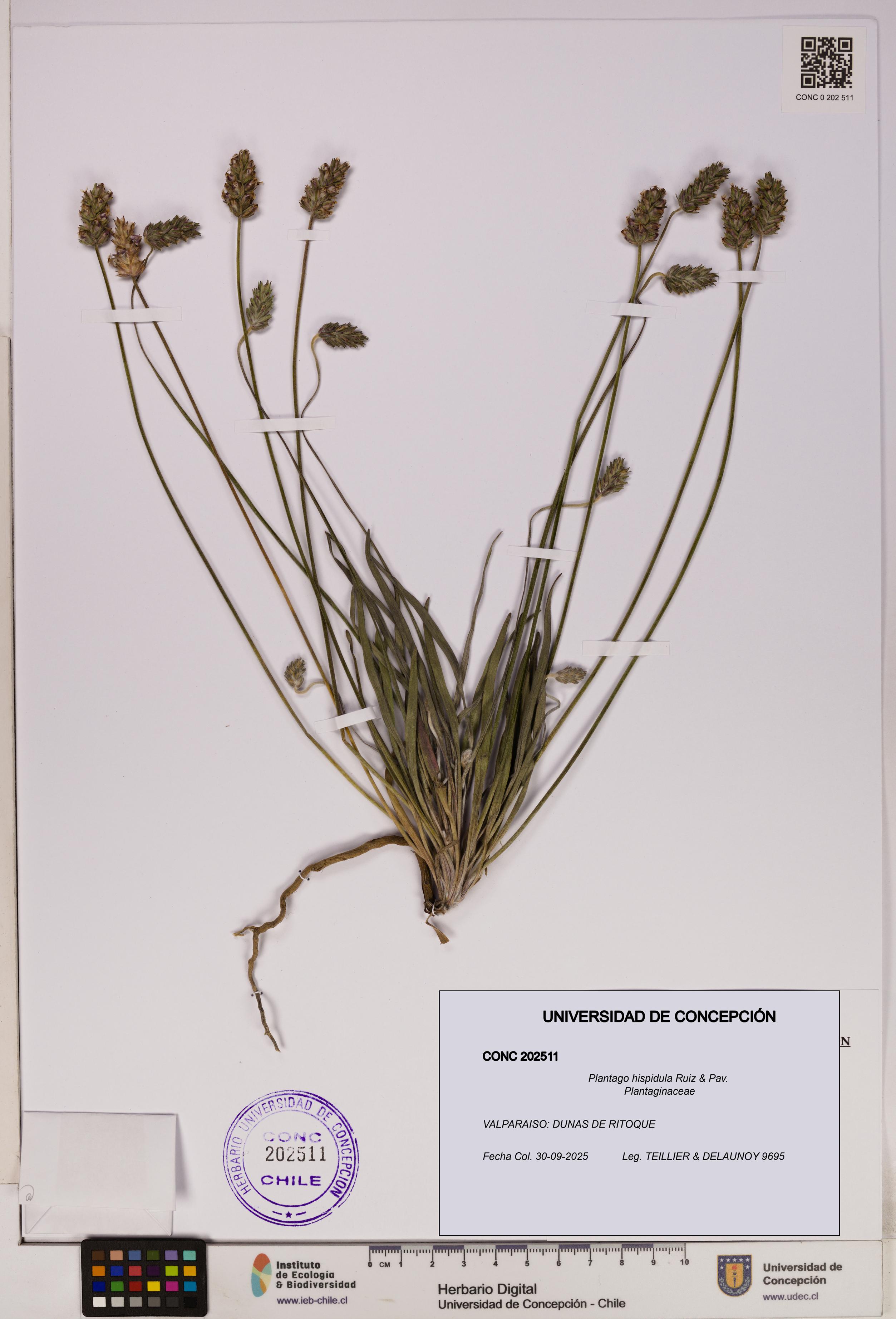 Plantago hispidula [Espécimen: UDEC:CONC:0202511]