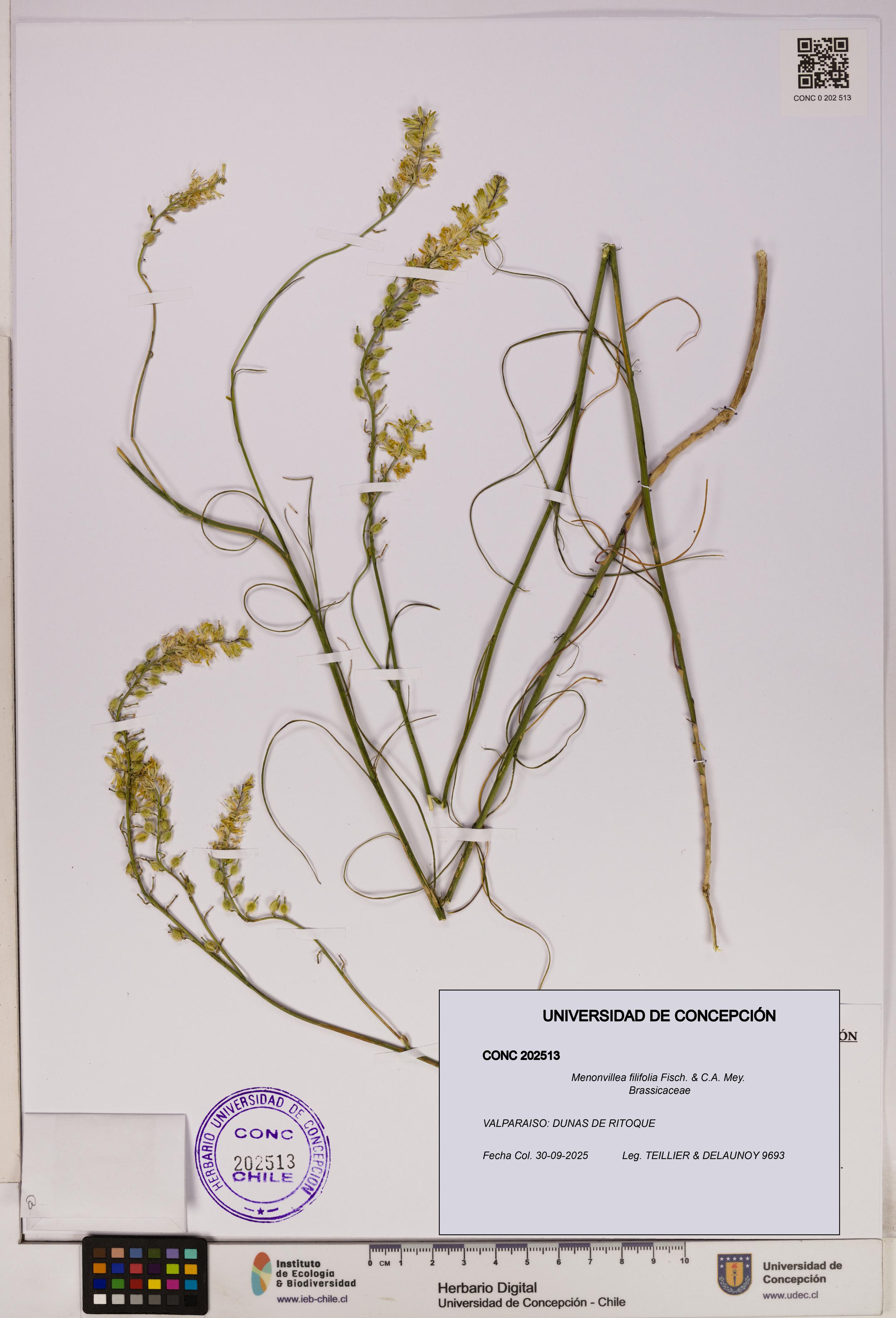 Menonvillea filifolia [Espécimen: UDEC:CONC:0202513]