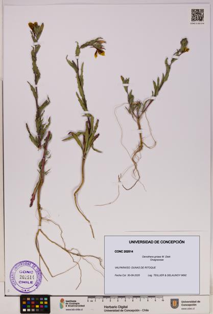 Oenothera grisea [Espécimen: UDEC:CONC:0202514]