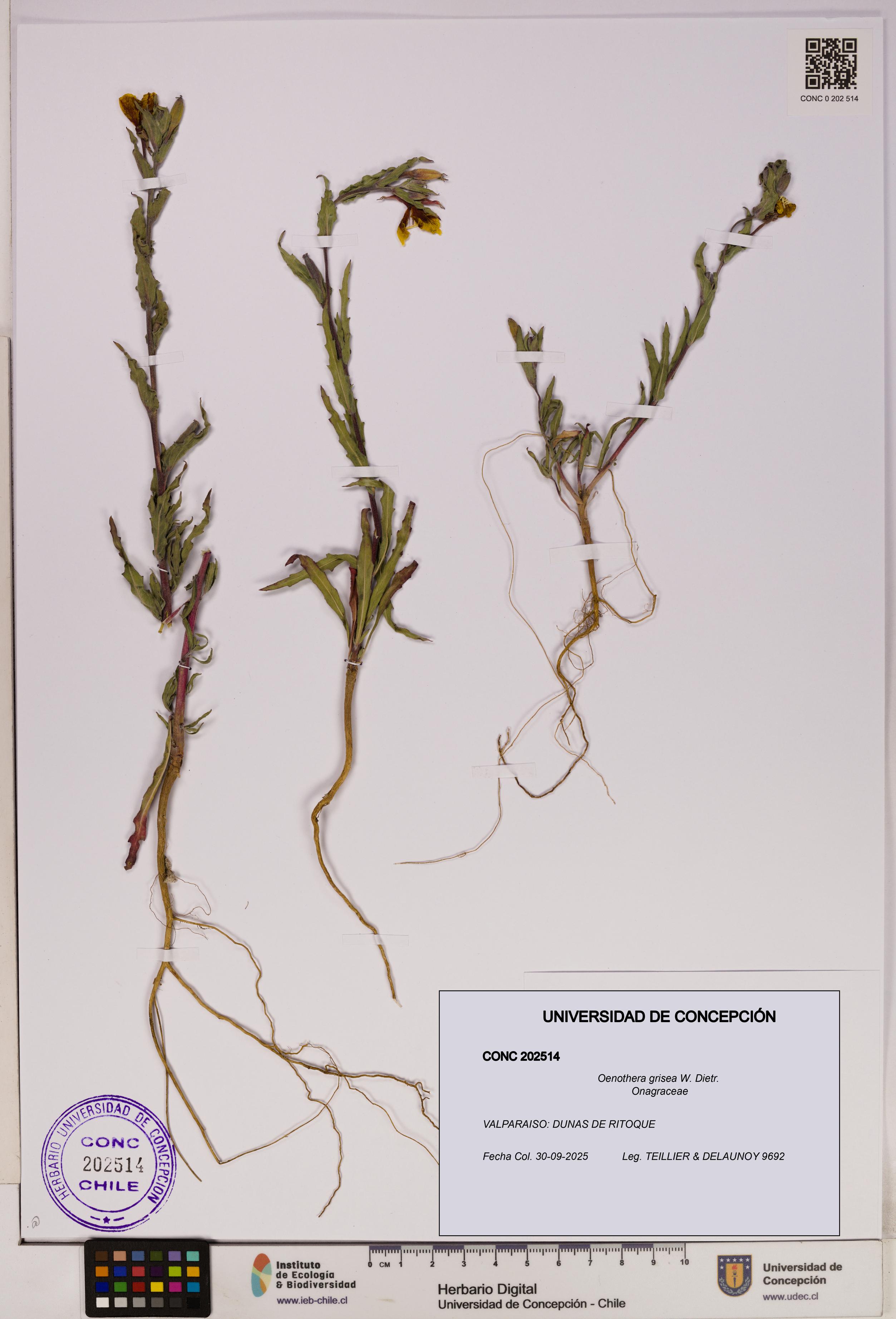 Oenothera grisea [Espécimen: UDEC:CONC:0202514]