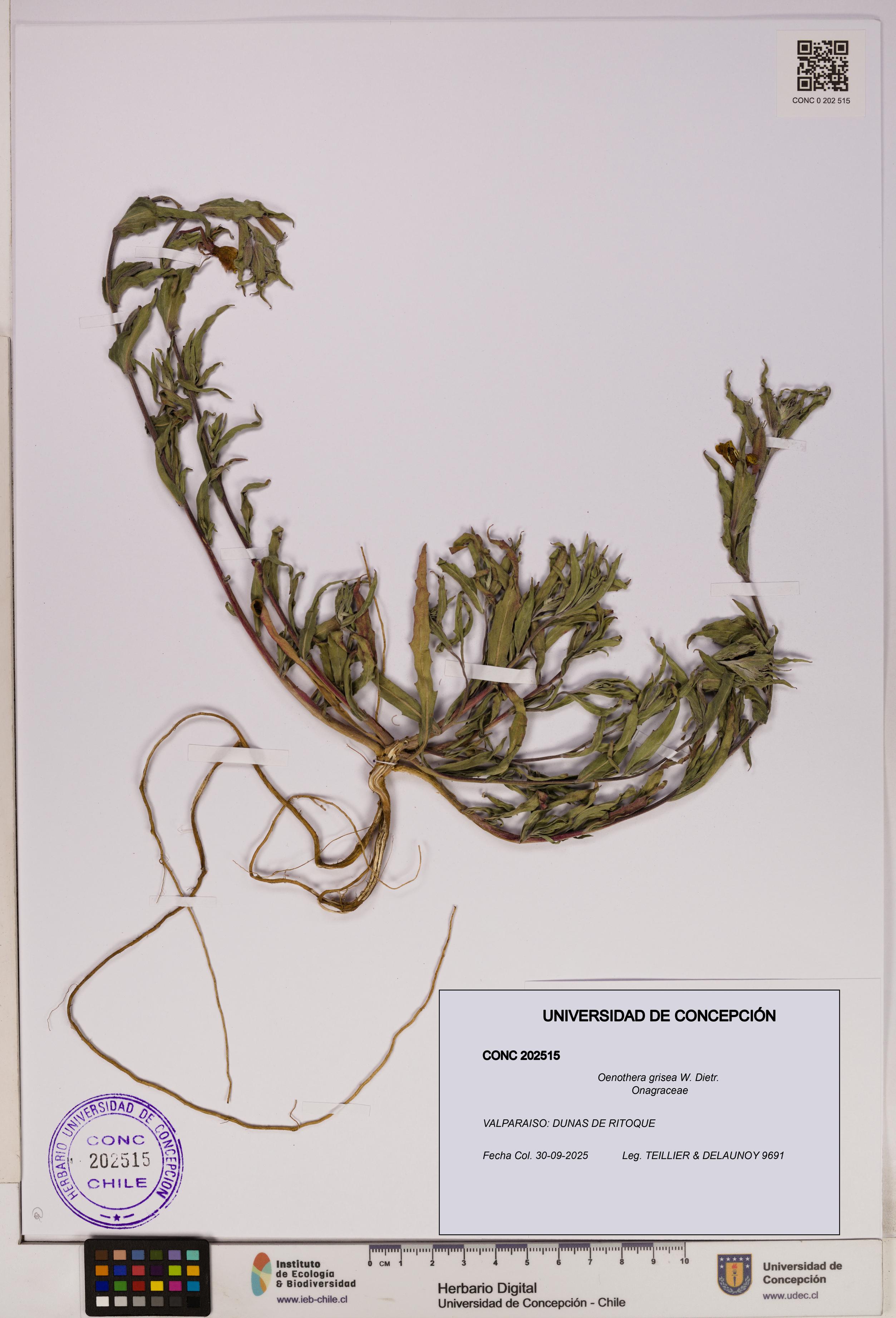 Oenothera grisea [Espécimen: UDEC:CONC:0202515]