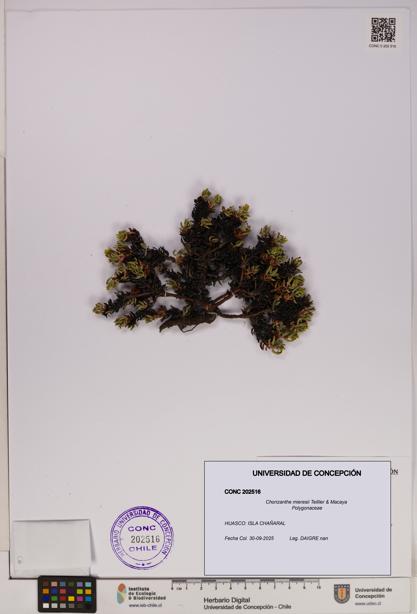 Chorizanthe mieresii [Espécimen: UDEC:CONC:0202516]