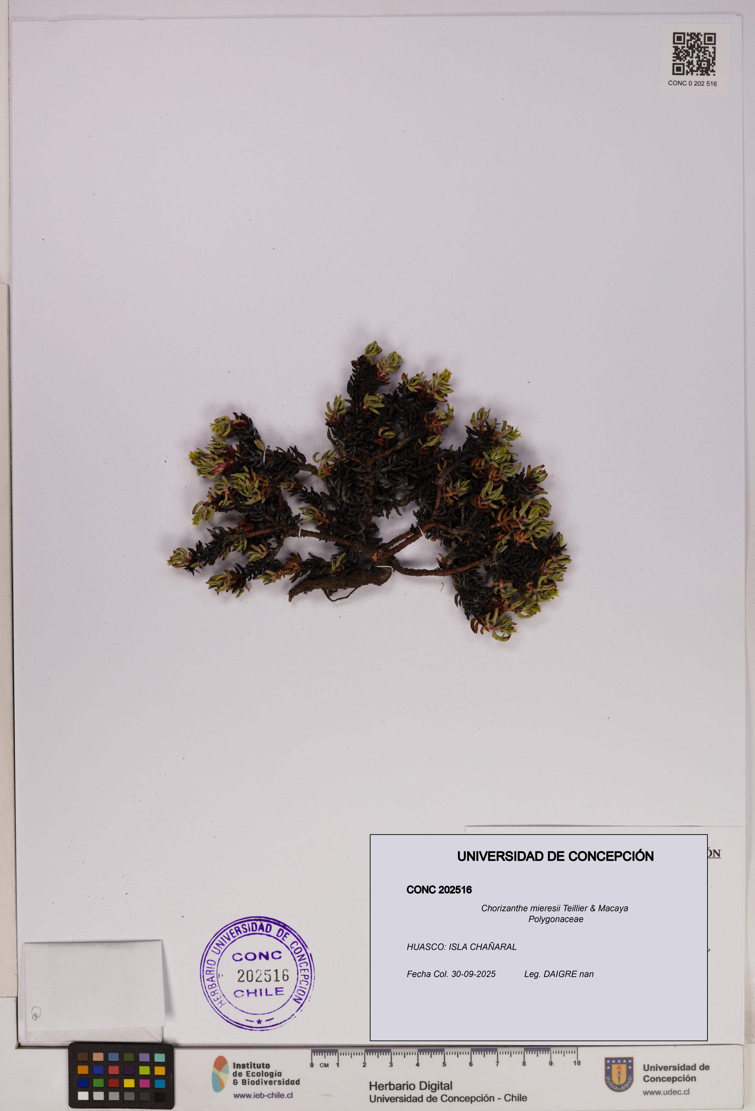 Chorizanthe mieresii [Espécimen: UDEC:CONC:0202516]