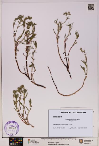 Chorizanthe vaginata [Espécimen: UDEC:CONC:0202517]