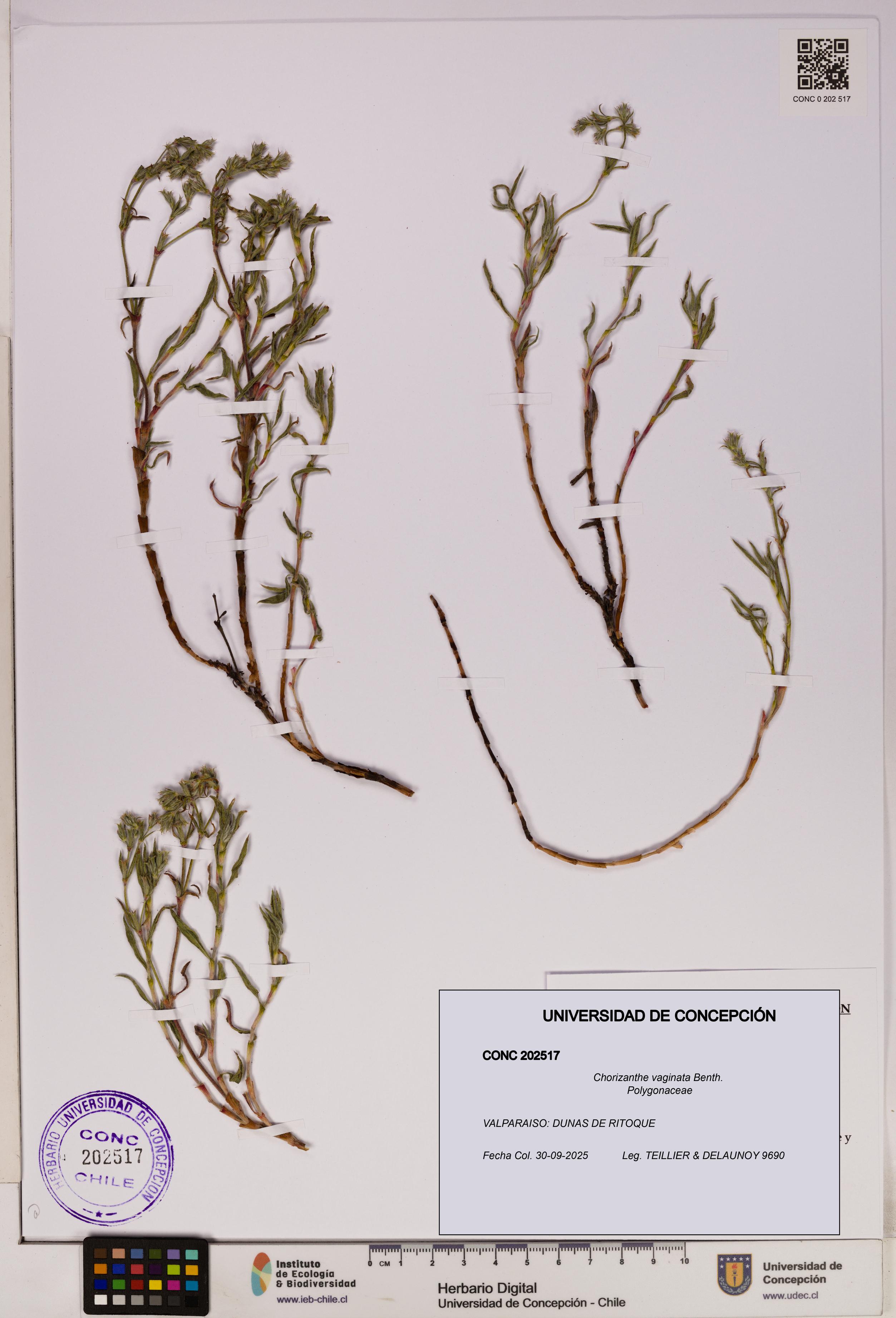 Chorizanthe vaginata [Espécimen: UDEC:CONC:0202517]