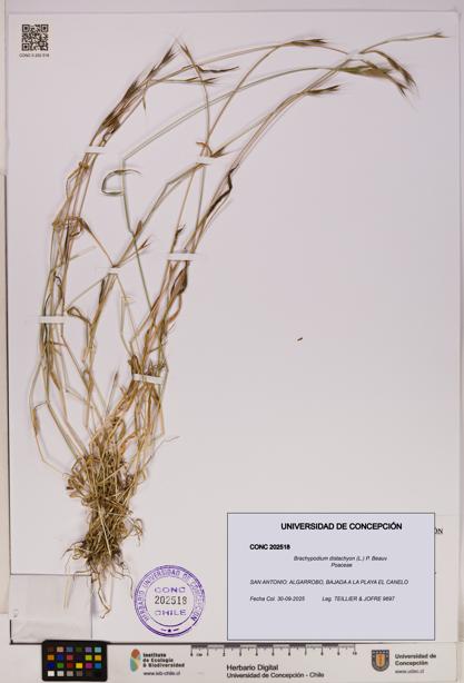 Brachypodium distachyon [Espécimen: UDEC:CONC:0202518]