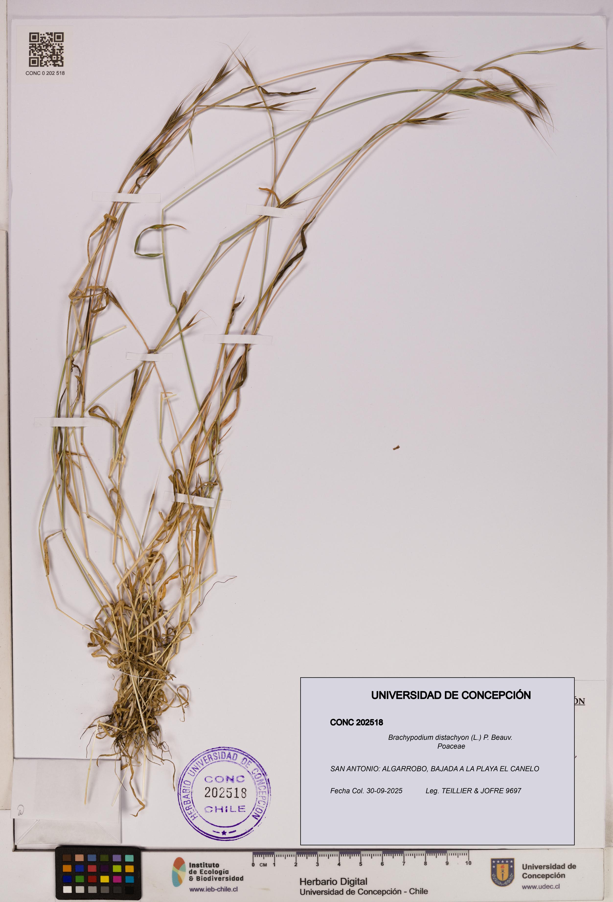 Brachypodium distachyon [Espécimen: UDEC:CONC:0202518]