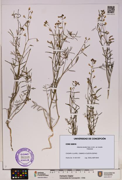 Adesmia tenella var. tenella [Espécimen: UDEC:CONC:0202519]