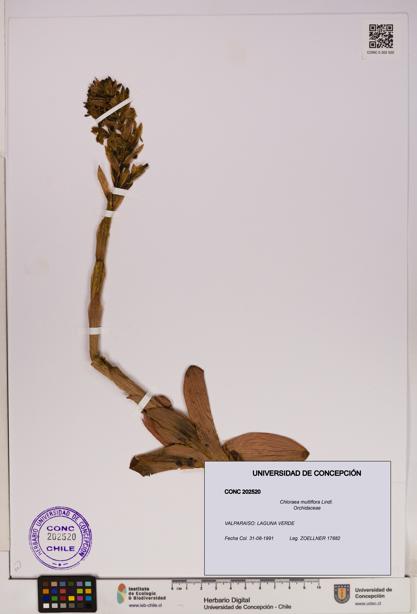 Chloraea multiflora [Espécimen: UDEC:CONC:0202520]