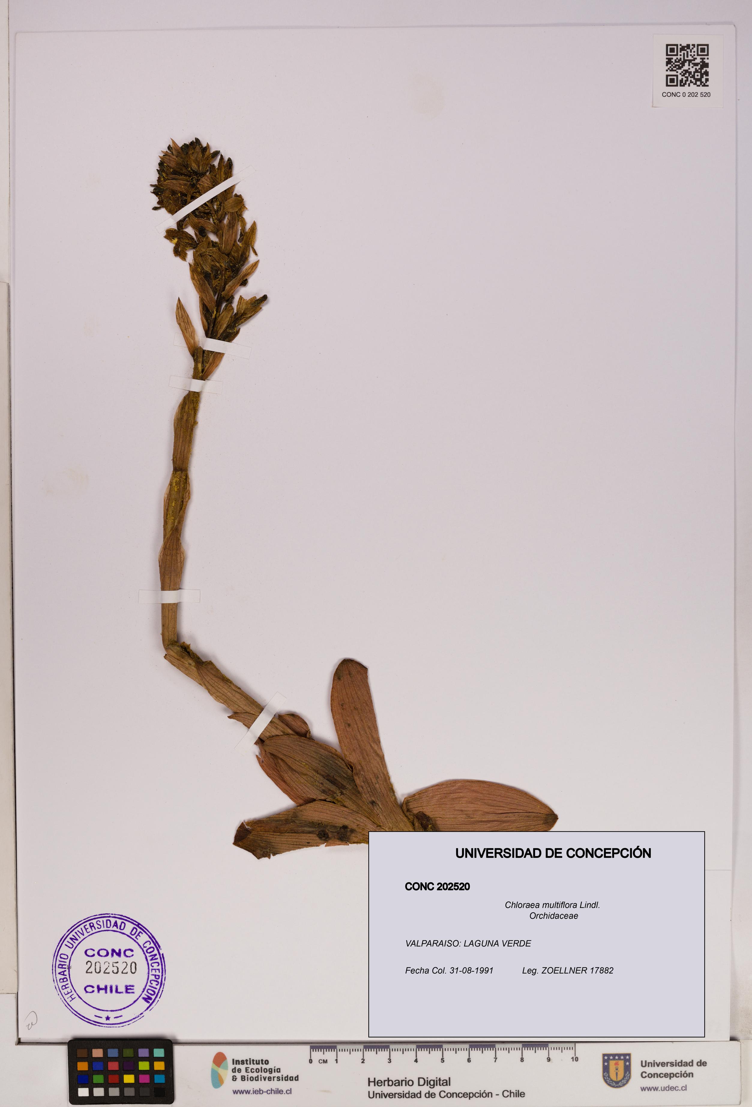 Chloraea multiflora [Espécimen: UDEC:CONC:0202520]