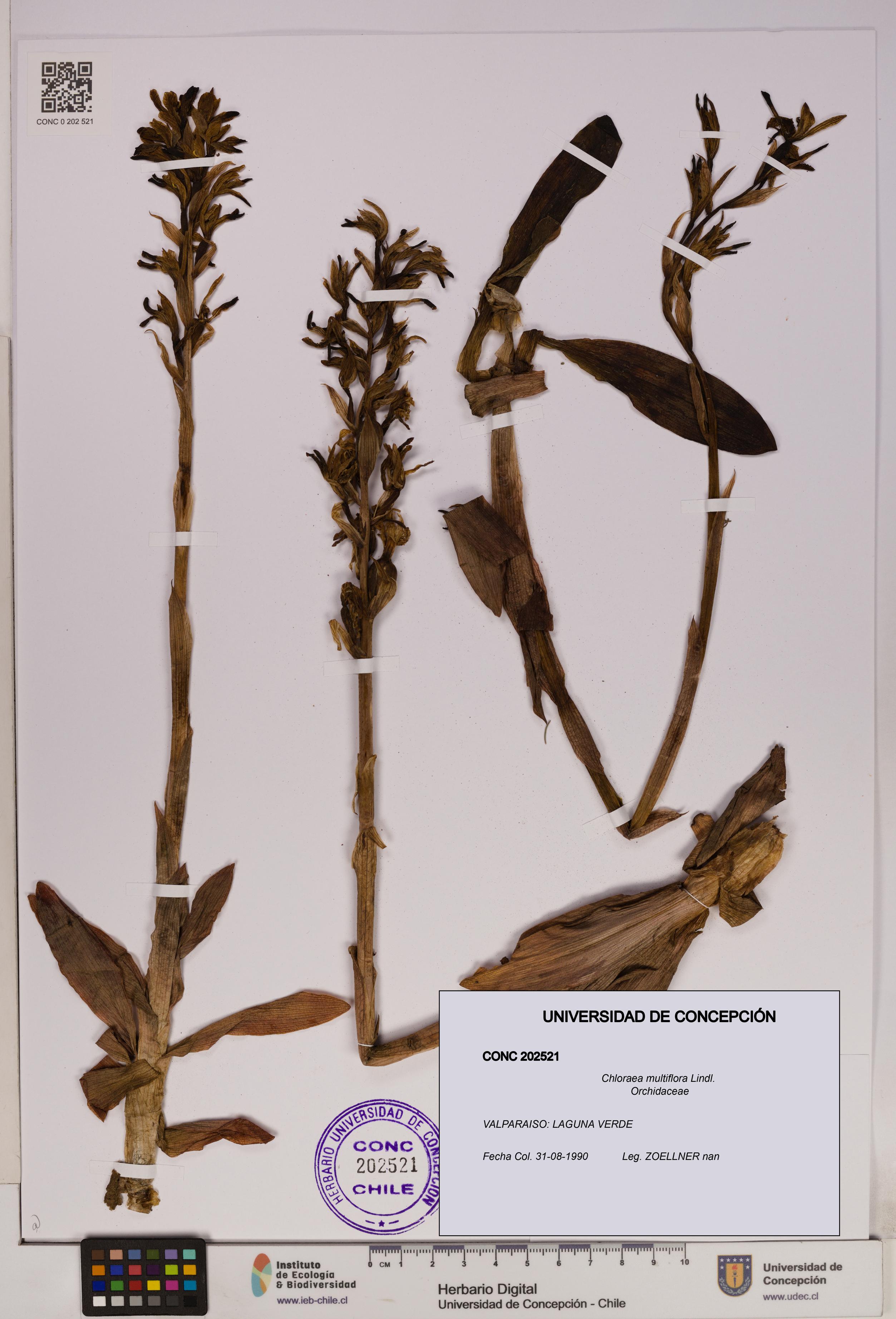 Chloraea multiflora [Espécimen: UDEC:CONC:0202521]