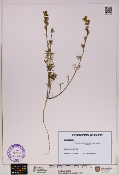 Adesmia tenella var. tenella [Espécimen: UDEC:CONC:0202523]