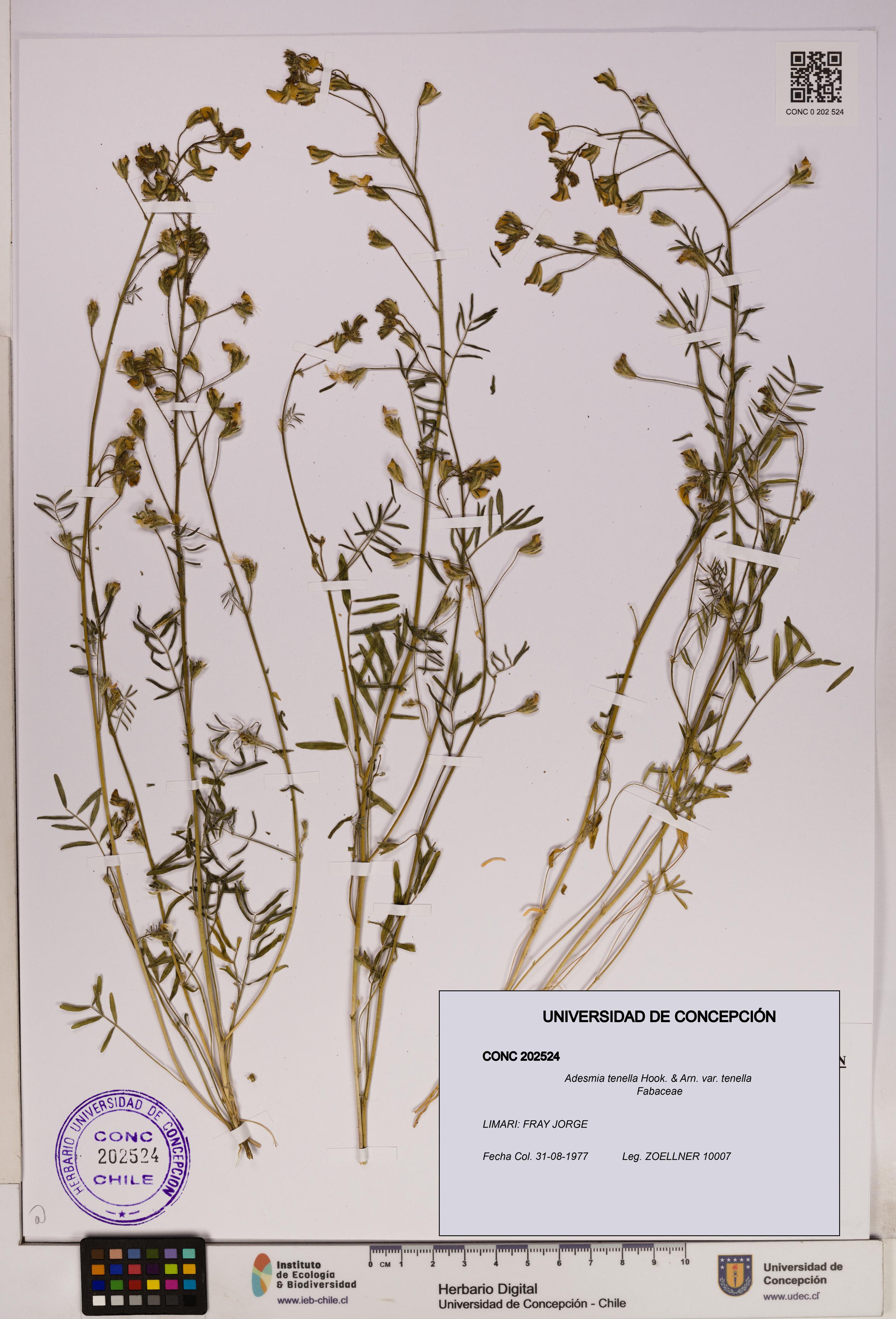 Adesmia tenella var. tenella [Espécimen: UDEC:CONC:0202524]