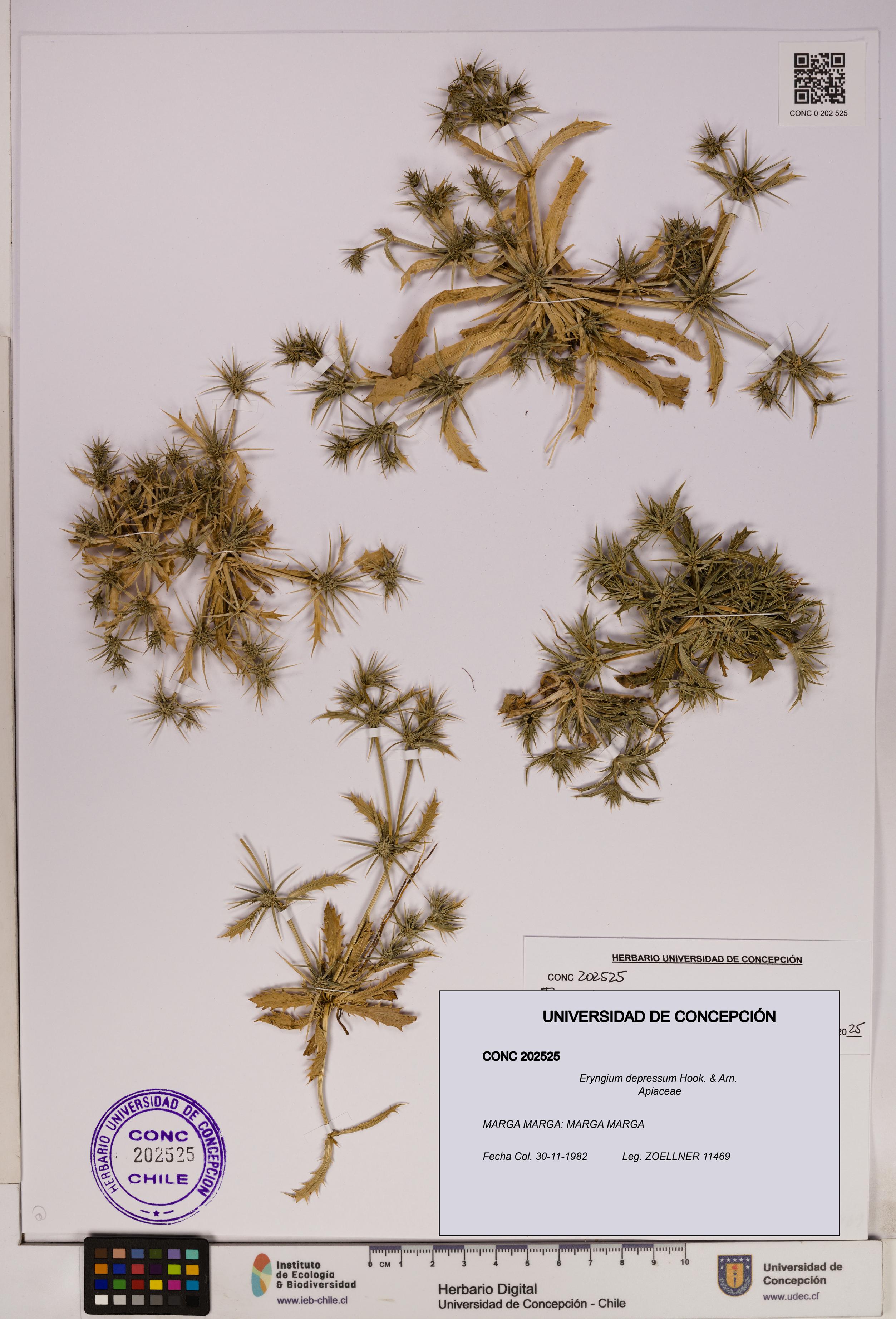 Eryngium depressum [Espécimen: UDEC:CONC:0202525]