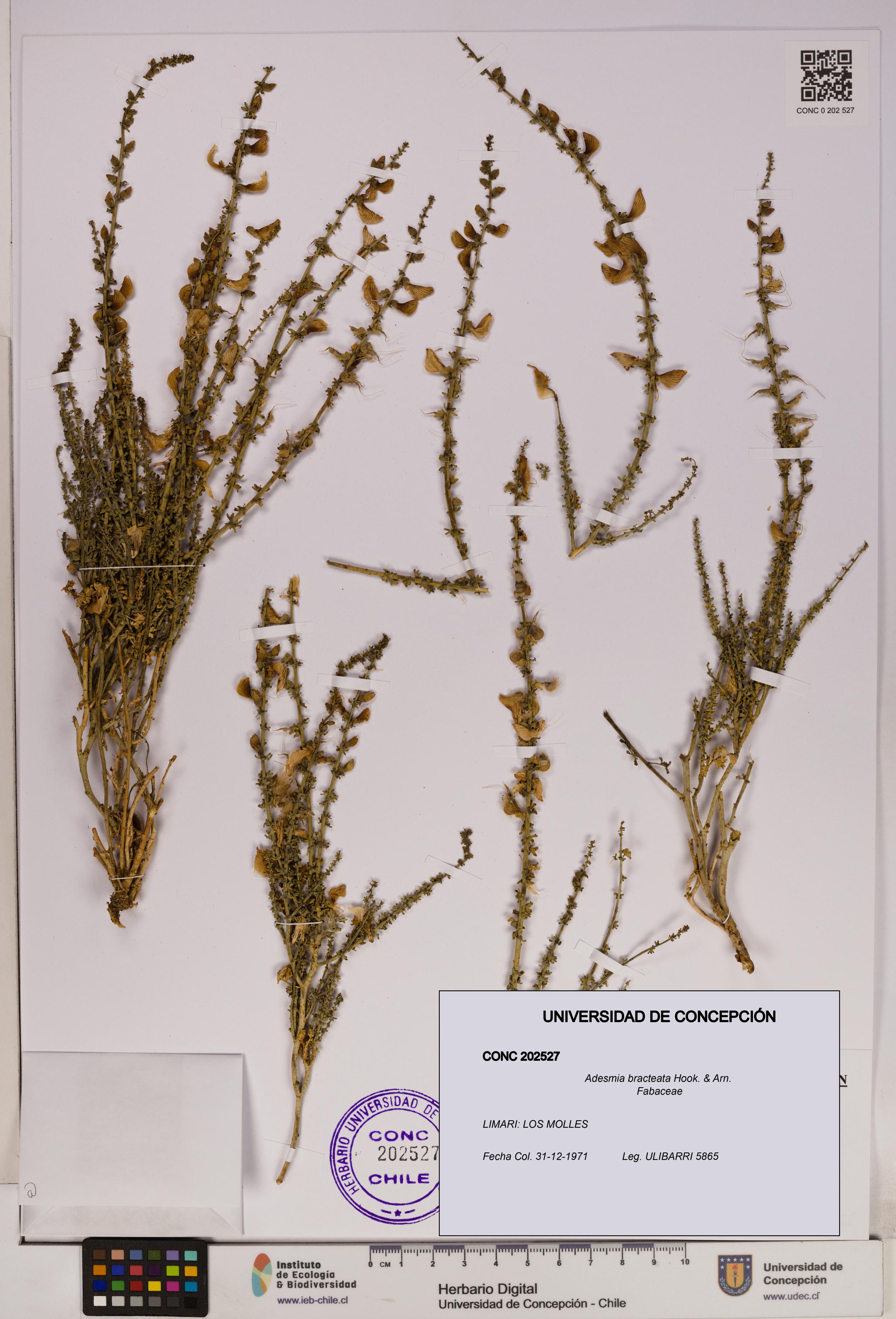 Adesmia bracteata [Espécimen: UDEC:CONC:0202527]